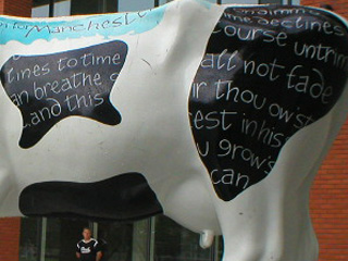 Sonnet XVIII on the side of a cow