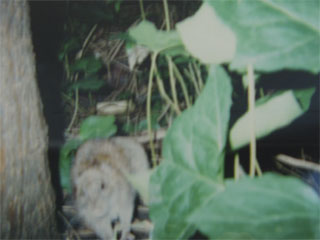 Fauna Automata (Rat 1) - a rat photographed by one of Dan Staincliffe's automatic cameras