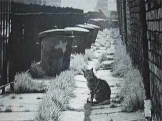 A cat in a Salford alley from a photo by Sefton Samules