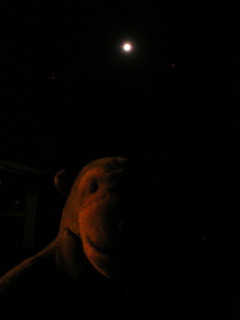 Mr Monkey looking at the moon starting to be eclipsed