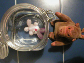 Mr Monkey checking the size of the rabbit after 34¾ hours