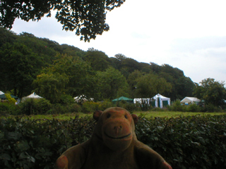 Mr Monkey looking at tents showing over a hedge