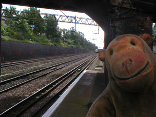 Mr Monkey becoming suspicous about the oncoming train