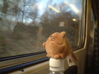 Mr Cat looking out of the train window
