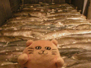 Mr Cat in front of a hold full of imitation fish