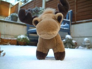 Mr Elk standing in the snow