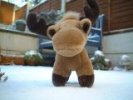 Mr Elk in the snow