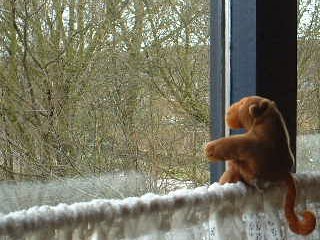 Monkey looking out of a Hoofddorp window