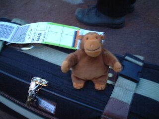 Monkey waiting for a taxi