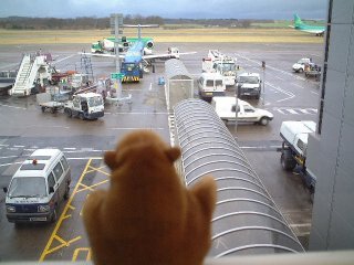 Mr Monkey watching his plane being prepared