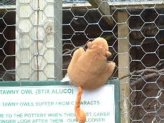 Mr Monkey looking into an owl's cage