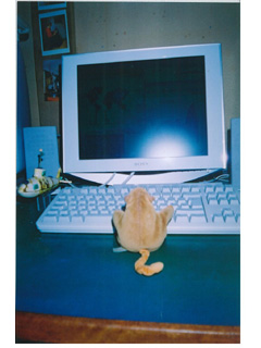Mr Monkey sitting in front of his computer