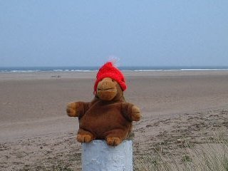 Monkey on Lindesfarne