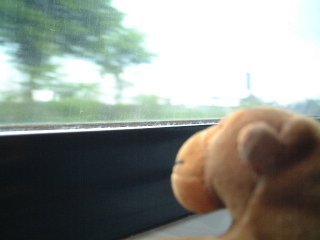 Monkey looking out of a train window