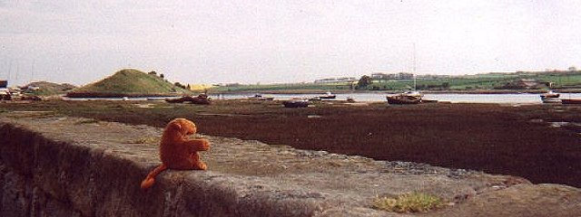 Monkey gazing at Almouth harbour