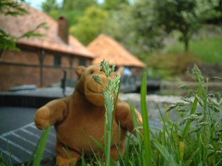 Mr Monkey between grass and a water mill