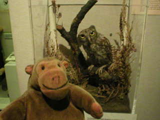 Mr Monkey looking at a stuffed owl