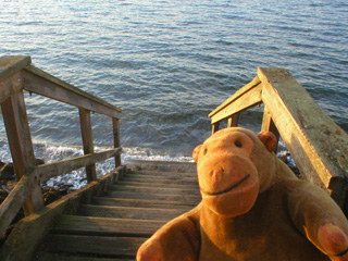Mr Monkey looking down at water lapping around some wooden steps