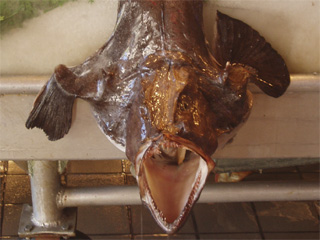 A scary monkfish