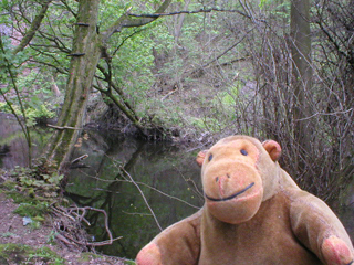 Mr Monkey looking down at the River Goyt