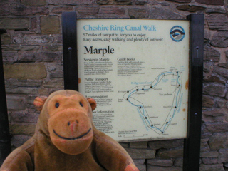 Mr Monkey looking at a map of the Cheshire Ring