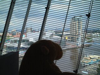 Mr Monkey looking from a tower