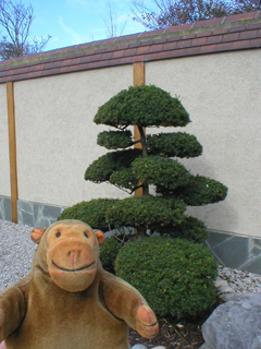Mr Monkey looking at a white pine tree