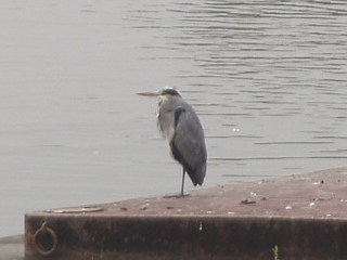 A heron standing beside the Thames