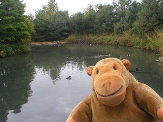 Mr Monkey looking at a pond in a broadleaf forest