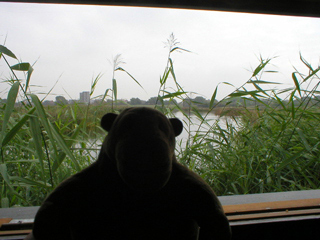 Mr Monkey looking out of the Headley Hide