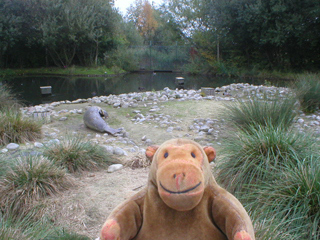 Mr Monkey looking at a Falkland island