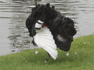 A Black Swan cleaning itself