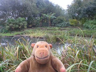 Mr Monkey looking at an East Asian rice paddy