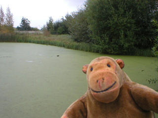 Mr Monkey watching a duck in an algae covered pond
