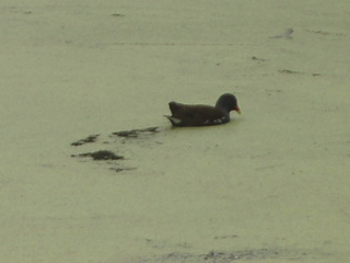 A duck feeding in an algae covered pond