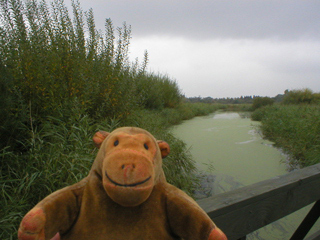 Mr Monkey on a bridge over a stream in the reedbeds