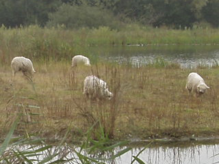 Sheep grazing on the sheltered lagoon