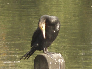 A cormorant on a stump in the Long Water