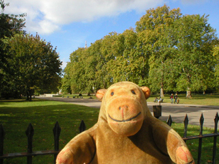 Mr Monkey looking back at trees in Kensington Gardens