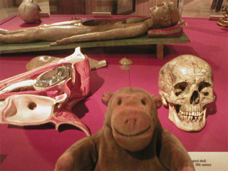 Mr Monkey looking at a model eye and a phrenological skull