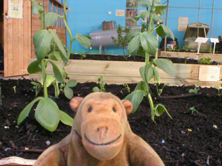 Mr Monkey looking at allotment displays