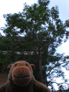 Mr Monkey looking at a dawn redwood tree