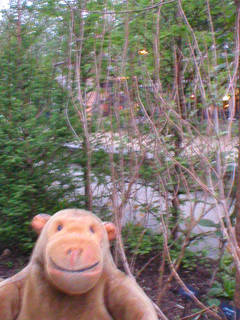 Mr Monkey looking at a white mulberry tree