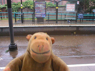 Mr Monkey looking at puddles at the Shudehill tramstop