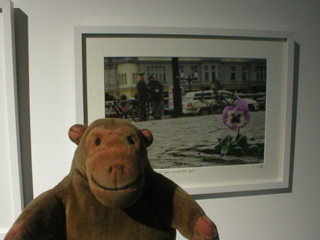 Mr Monkey looking at a picture from Paul Harfleet's Pansy Project