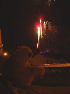 Mr Monkey watching fireworks