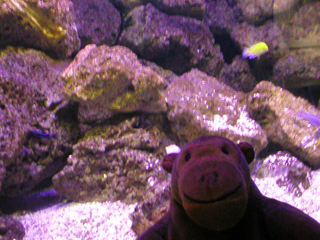 Mr Monkey looking at fish in the aquarium