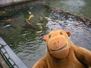Mr Monkey looking at the koi carp in the Thermal Pool
