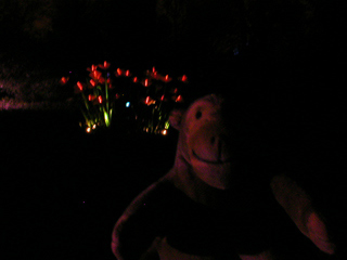 Mr Monkey looking Roses Halo by Aether & Hemara