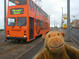 Mr Monkey watching an orange tram on Blackpool promenade